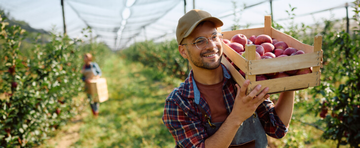 Seasonal farm employee carrying basket of fruit